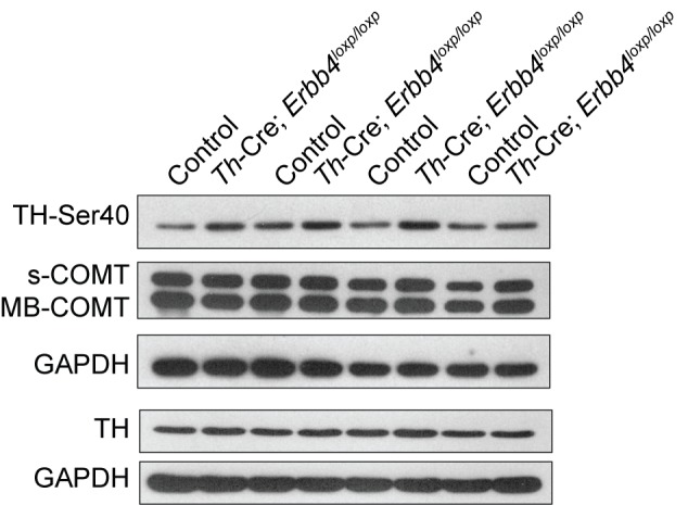 Figure 2—figure supplement 1.