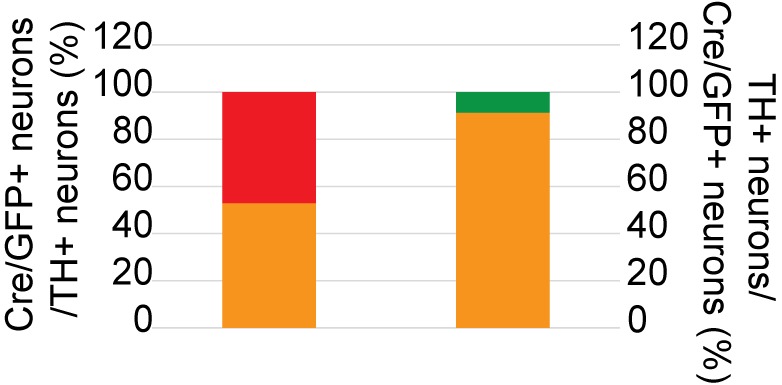 Figure 5—figure supplement 1.