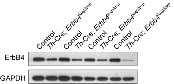 Figure 1—figure supplement 2.