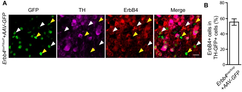 Figure 5—figure supplement 2.