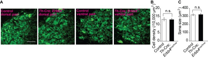 Figure 1—figure supplement 3.