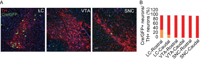 Figure 1—figure supplement 1.