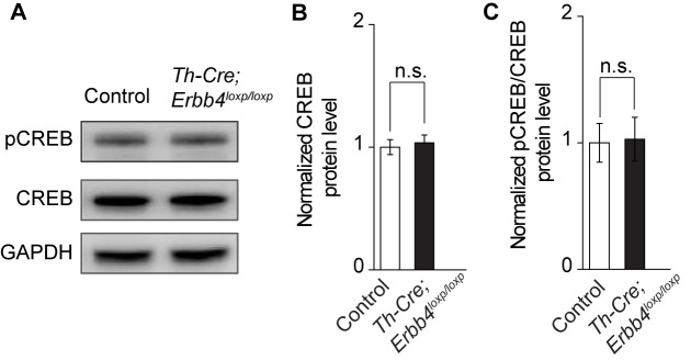 Figure 5—figure supplement 4.