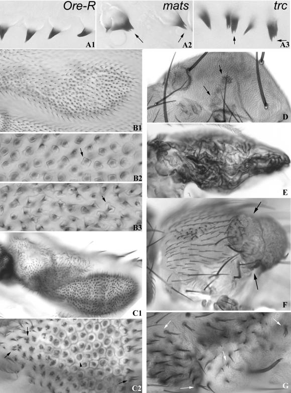 Figure 4.