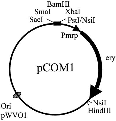 FIG. 1