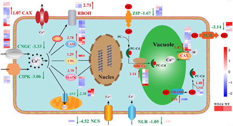 Figure 6.