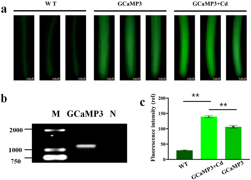 Figure 2.