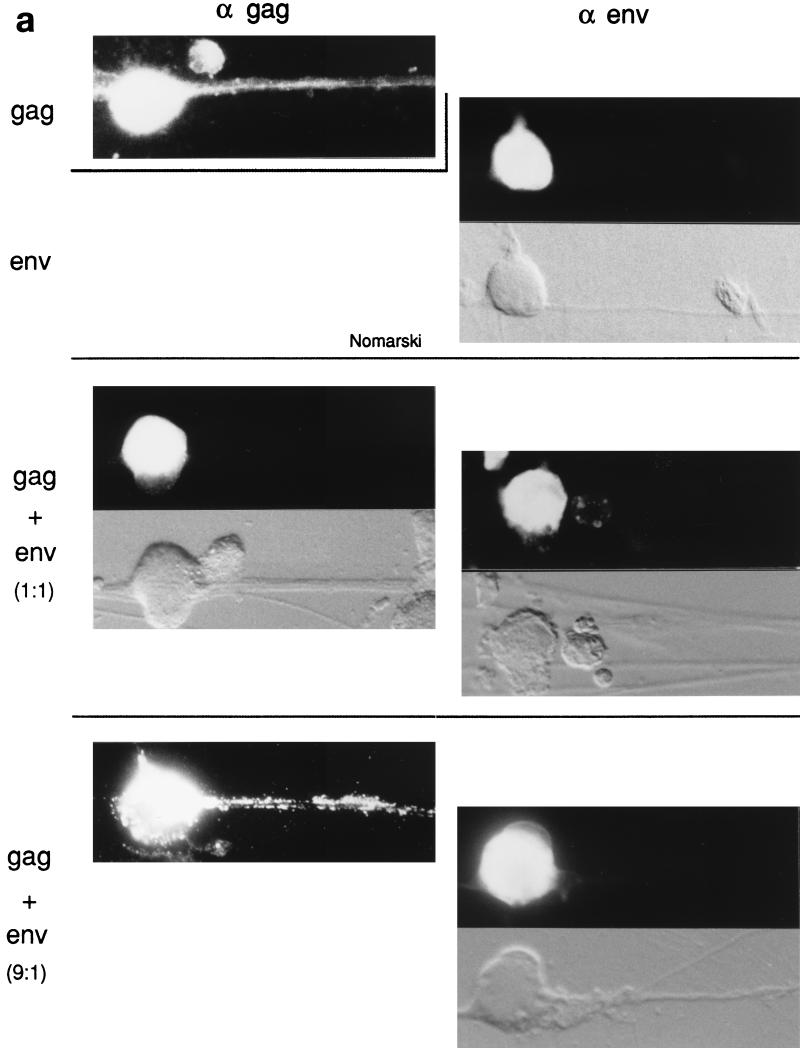 FIG. 8