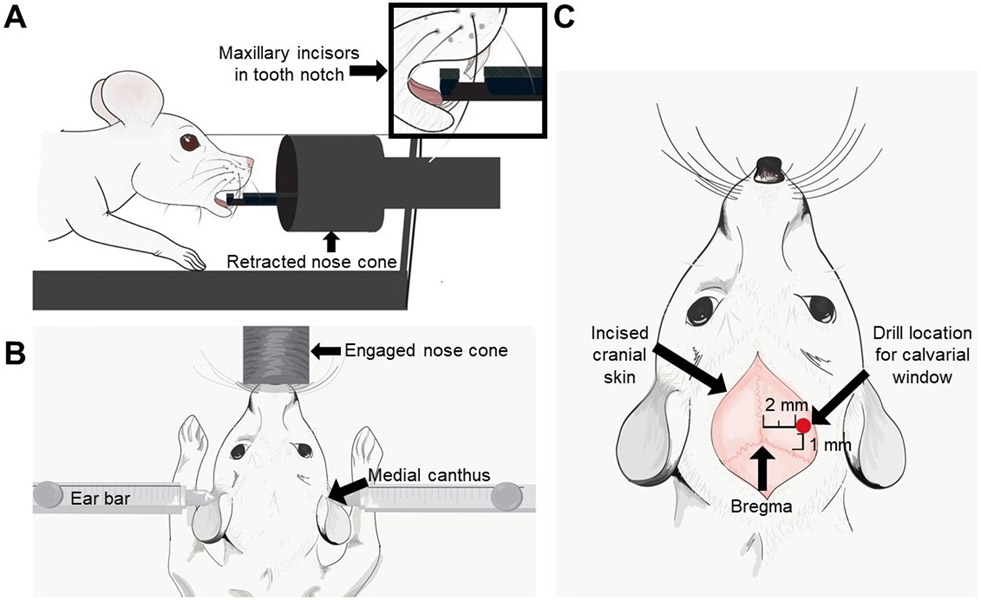 Figure 2: