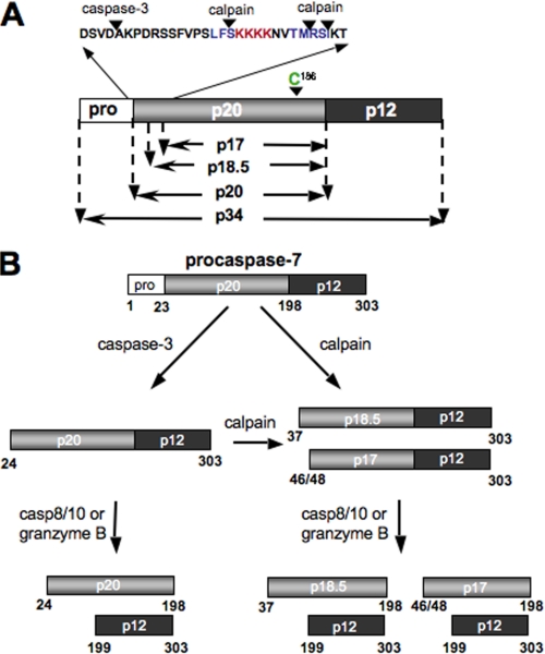 FIGURE 9.