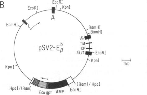 graphic file with name pnas00608-0123-a.jpg