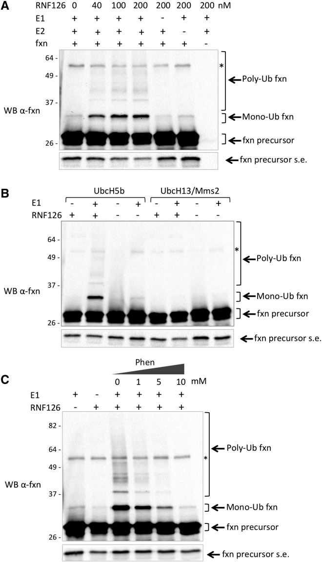 Figure 5