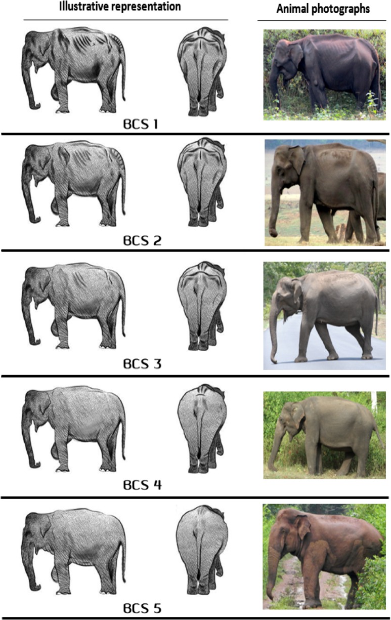 Figure 1: