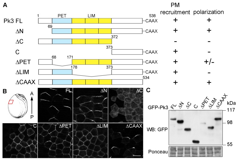 Figure 1—figure supplement 1.