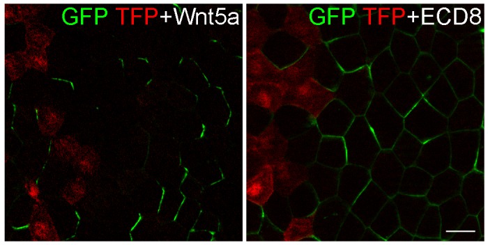 Figure 3—figure supplement 2.