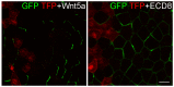 Figure 3—figure supplement 2.