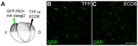 Figure 2—figure supplement 1.