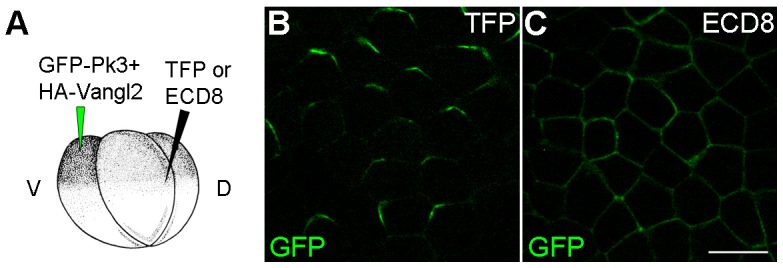 Figure 2—figure supplement 1.