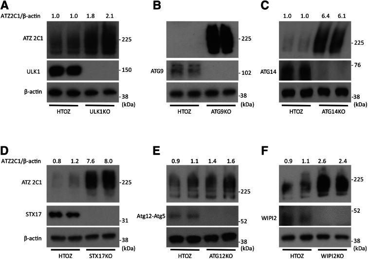 Figure 4