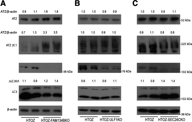 Figure 5