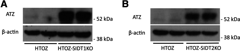 Figure 6