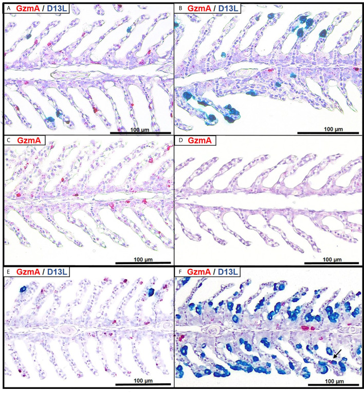 Figure 6