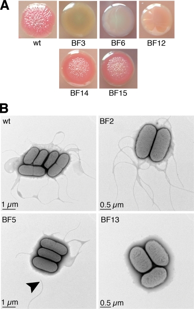 FIG. 2.