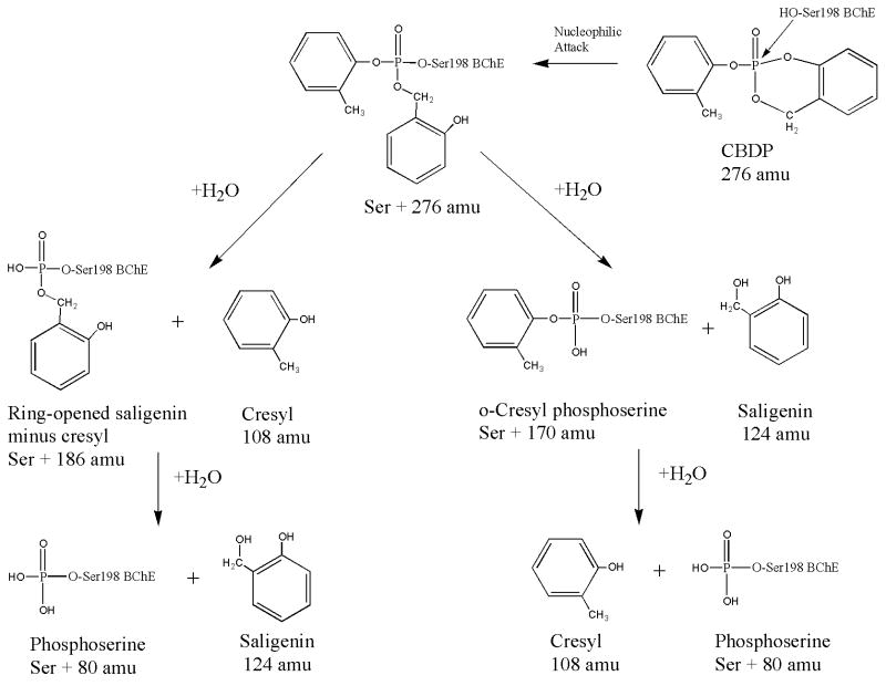 Scheme 6