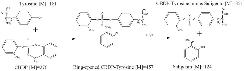 Scheme 4