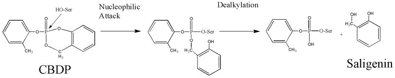 Scheme 5