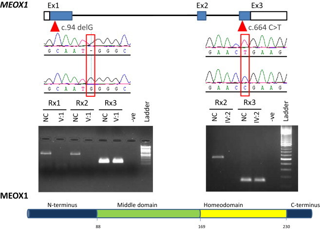 Figure 3