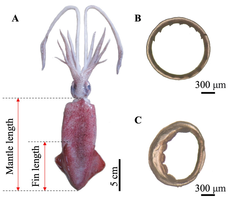 Fig. 2.