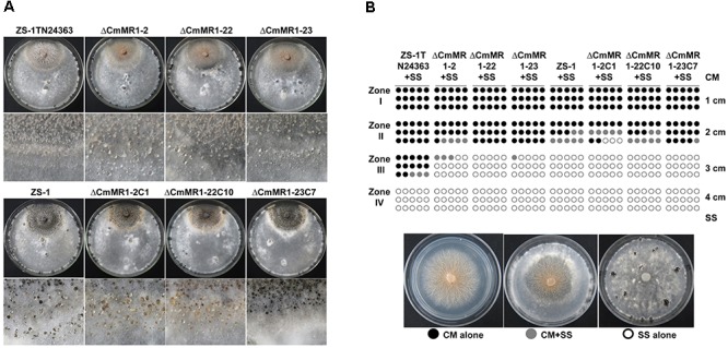 FIGURE 4