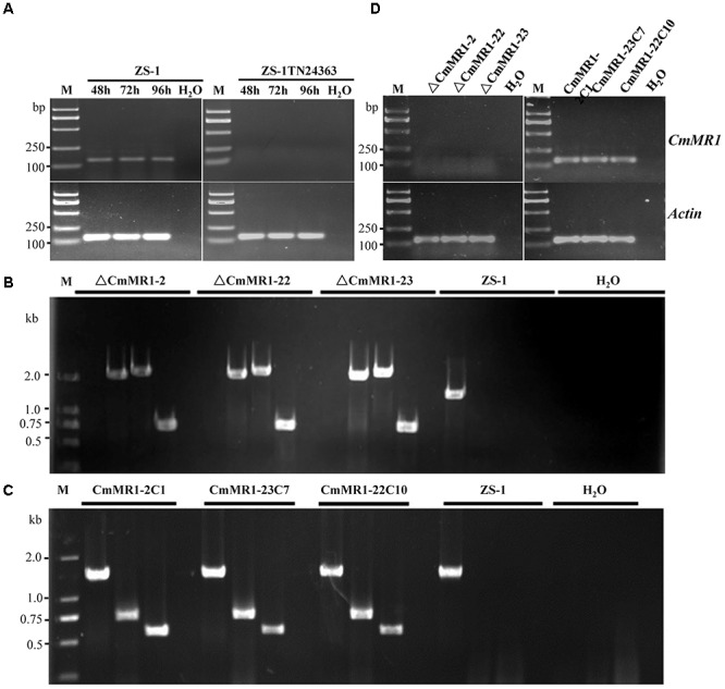 FIGURE 2