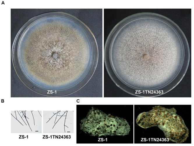 FIGURE 1