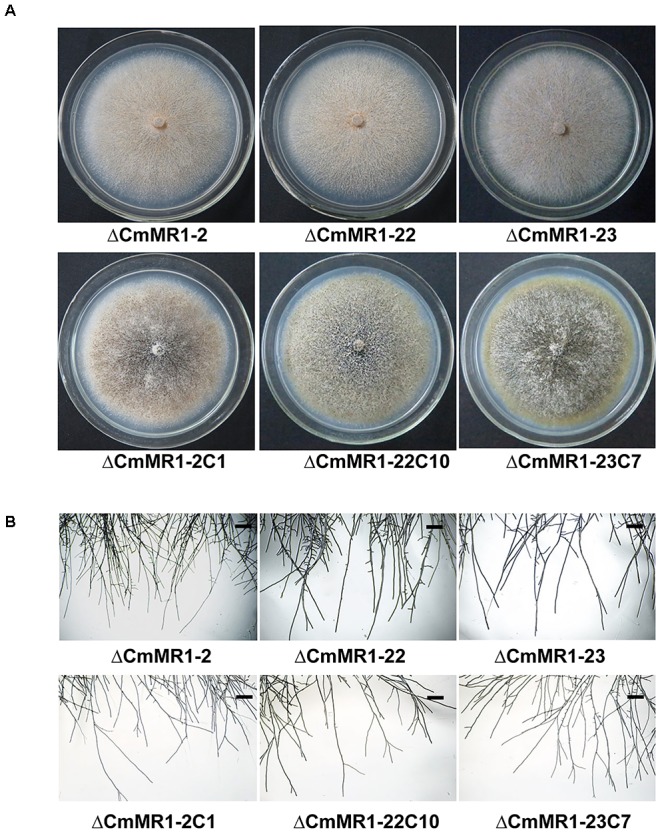 FIGURE 3