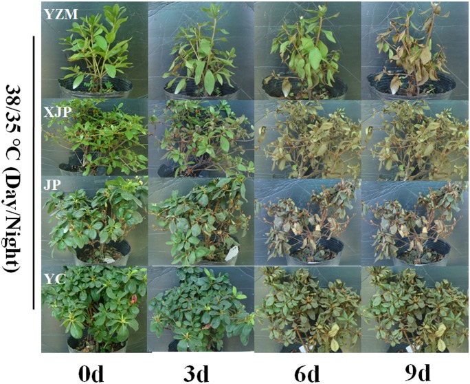 Fig 1