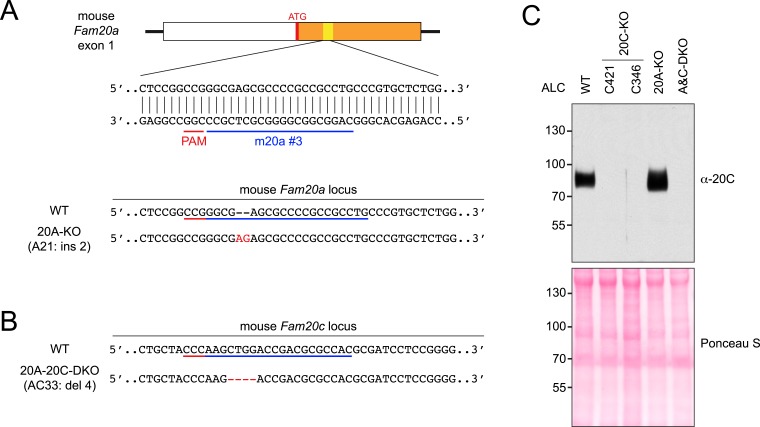 Figure 3—figure supplement 1.