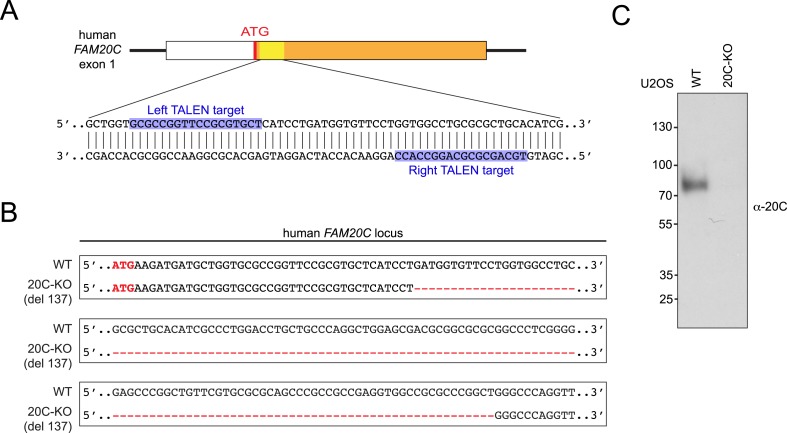 Figure 3—figure supplement 2.