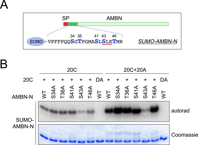 Figure 4—figure supplement 1.