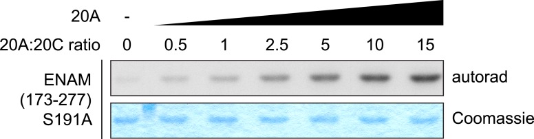 Figure 5—figure supplement 1.