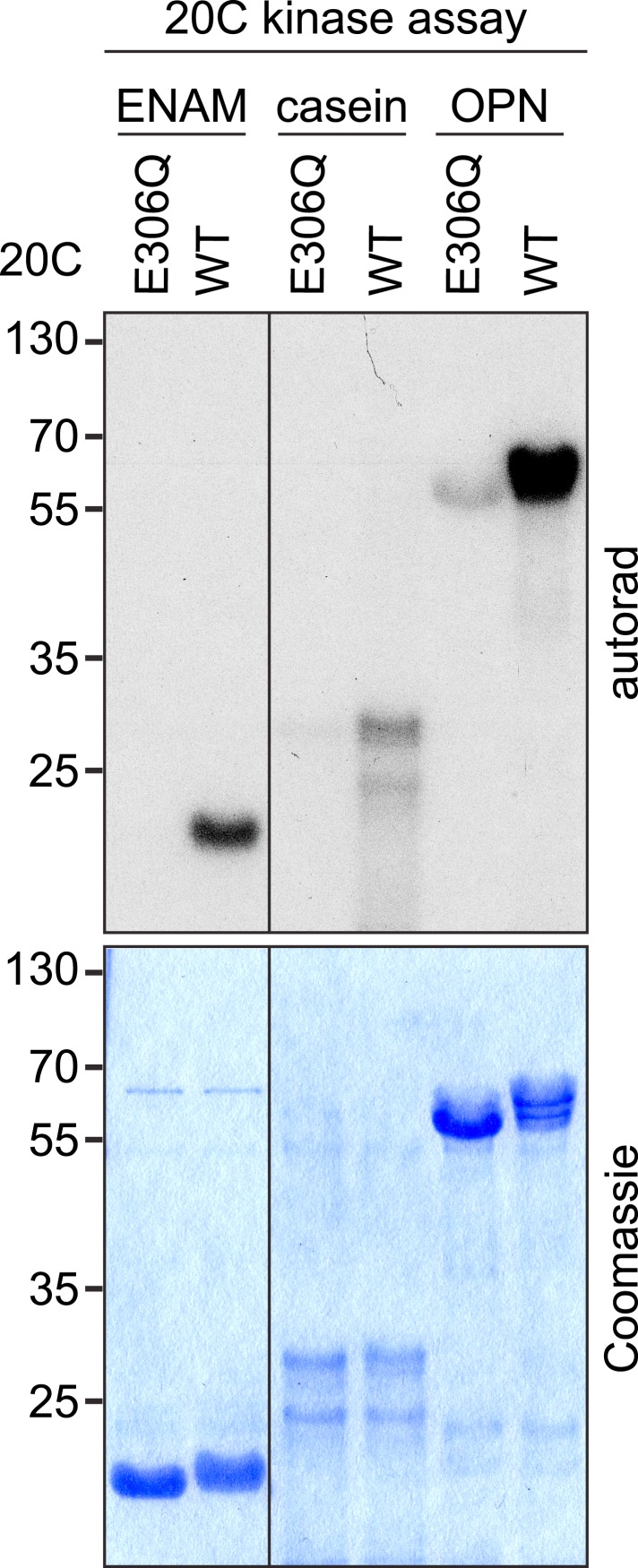 Figure 2—figure supplement 2.