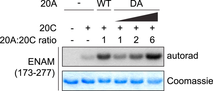 Figure 4—figure supplement 2.