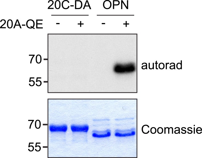 Figure 4—figure supplement 3.