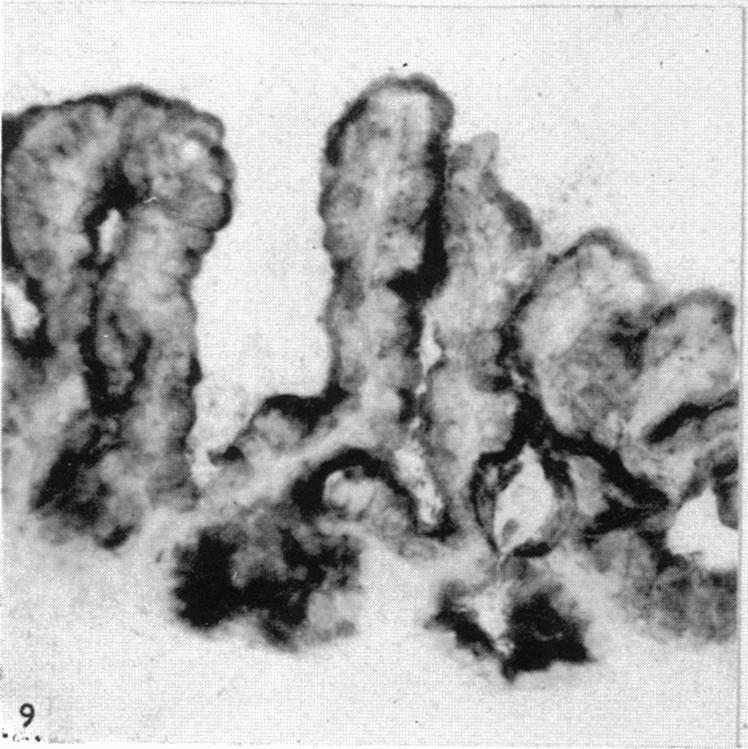 Fig. 9