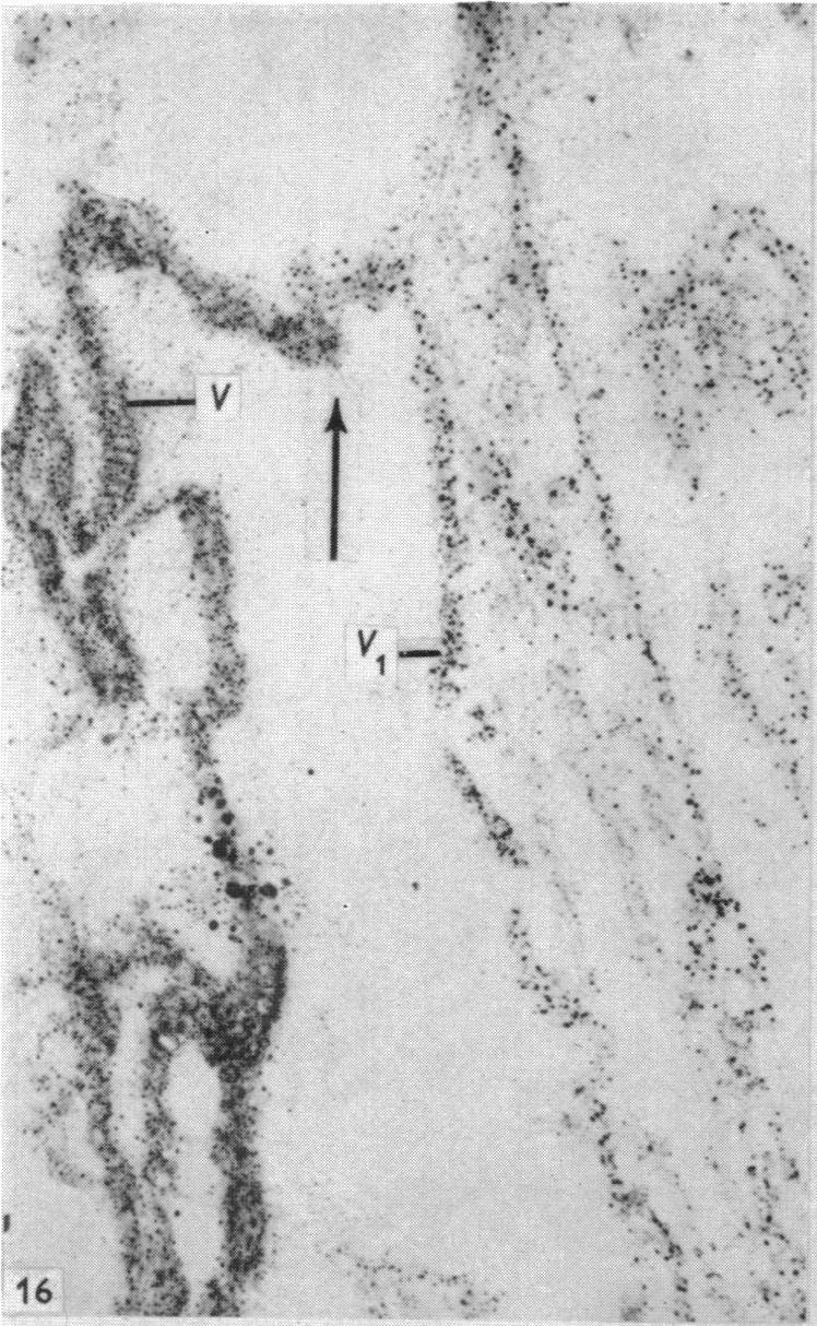 Fig. 16