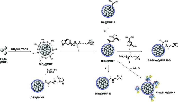 Scheme 1