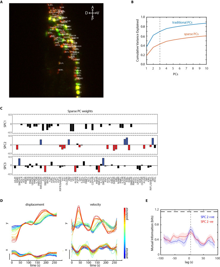 Figure 5—figure supplement 1.