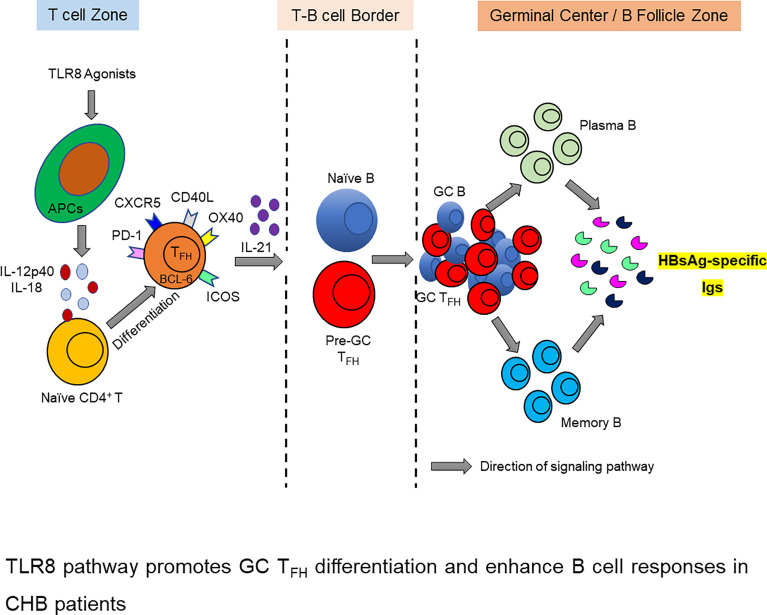 Graphical Abstract