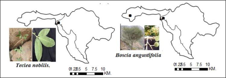 Fig. 11